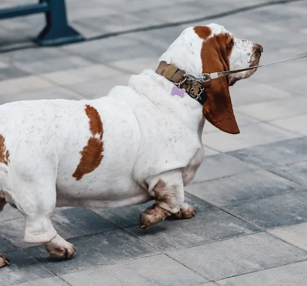 Kastration schadet vielen Hunden mehr als Halter glauben | Leben & Wissen